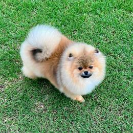 Archie - Orange sable male Pomeranian puppy in Hot Springs, Arkansas from Pomeranian Empire