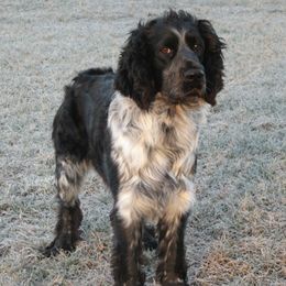 English Springer Spaniels from Willow Brook Spaniels