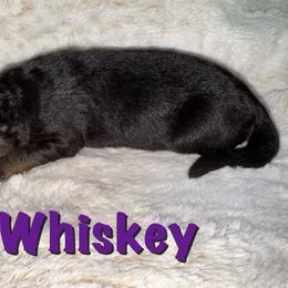 Whiskey - Black and red female German Shepherd puppy in Graham, Washington from Wildeflecken Shepherds