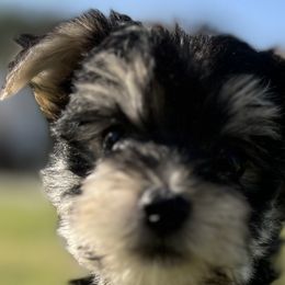 Aussiedoodles, Maltese, Maltipoos, Morkies, Yorkipoos, and Yorkshire Terriers from X-F Kennels