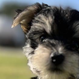 Aussiedoodles, Maltese, Maltipoos, Morkies, Yorkipoos, and Yorkshire Terriers from X-F Kennels