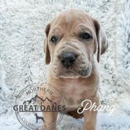 Phang - Merle female Great Dane puppy in Sac City, Iowa from Northern Great Danes of Colorado & Iowa