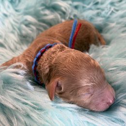 Red - Red  male Goldendoodle puppy in Boise, Idaho from Goldendoodle Baby