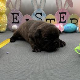 Pandora - Brindle female French Bulldog puppy in Largo, Florida from Infinity Frenchies