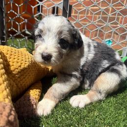 Carol (Captain Marvel) - female Australian Mountain Doodle puppy in Williamston, South Carolina from Sassy Bob’s Dogs