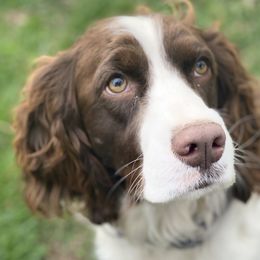 Annie - English Springer Spaniel
