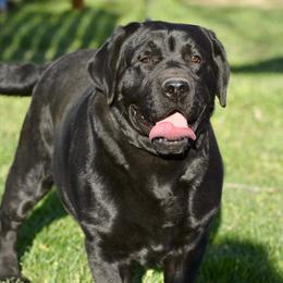 Gabe - Labrador Retriever