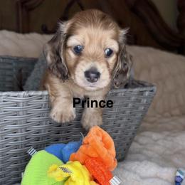 Prince - Cream male Dachshund puppy in Rochester Hills, Michigan from Holiday Dachshunds
