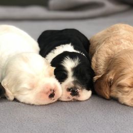 Cocker Spaniels from Honey Creek Cocker Spaniels