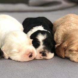 Cocker Spaniels from Honey Creek Cocker Spaniels