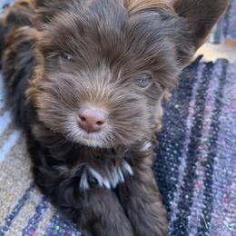 Yorkshire Terrier Puppies from Betterthan Chocolate Yorkies