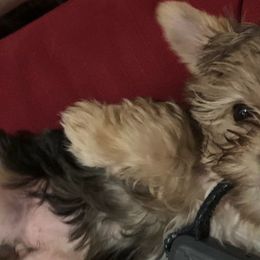 Yorkshire Terriers from LaBella Yorkies and Co.