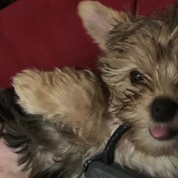 Yorkshire Terriers from LaBella Yorkies and Co.