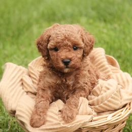 Orion - Red  male Poodle puppy in Nappanee, Indiana from Perfect Match Poodles