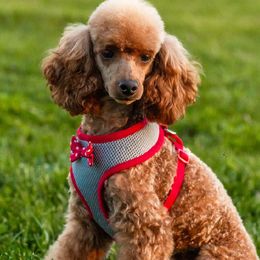 Poodles from Red.Tail.Toypoodle