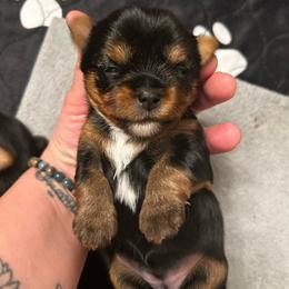 Sapphire Shine - Black and tan female Yorkshire Terrier puppy in Coeur D Alene, Idaho from Cozy Coeur Yorkies