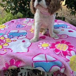 Cavalier King Charles Spaniel Puppies from Purple Moon Cavaliers
