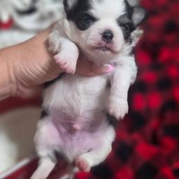 Winston - Black and white male Chihuahua puppy in Brooksville, Florida from Daystars Chihuahuas