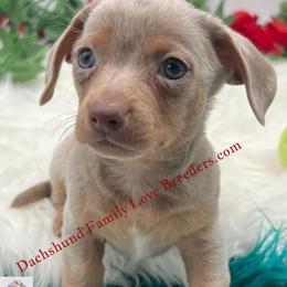 Chihuahua, Companion Cross, and Dachshund Puppies from Dachshund Family Love Breeders