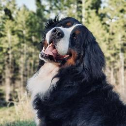 Bourne (Hungarian Import/Champion) - Bernese Mountain Dog