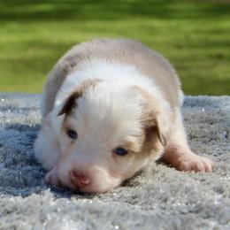 Daisy - Red merle female Toy Australian Shepherd puppy in Bauxite, Arkansas from J and B Mini Aussies