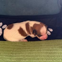 Rayne - Red sable female Havanese puppy in Hudson, New York from Havanese of Claverack and Hudson Valley Labradors