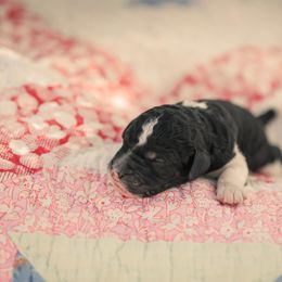 Poodle Puppies from Setting the Standard Poodles
