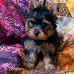 Red - Blue and gold male Yorkshire Terrier puppy in Brandon, Florida from Shelby's Yorkshire Terriers