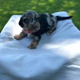 Oliver - Dapple male Dachshund puppy in Stilwell, Oklahoma from Mountain Top Dachshunds