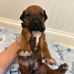 Chuck - Rd whtn blk nose male Rhodesian Ridgeback puppy in Montgomery, Texas from Timber Ridge Kennels