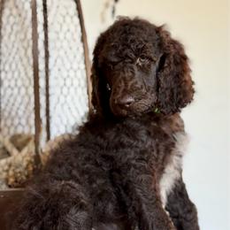 Braeburn - Brown male Poodle puppy in Julian, California from Above the Pines Poodles