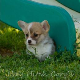 Sweet Pie - White and red female Pembroke Welsh Corgi puppy in Williams, California from Half Hitch Corgis