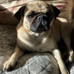 Pugs from Maureen's Pugs