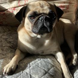 Pugs from Maureen's Pugs
