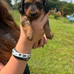 Dolly(AKC) - Red female Dachshund puppy in Mansfield, Missouri from Owens Farm
