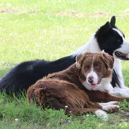 Border Collies from Crooked Creek Border Collies