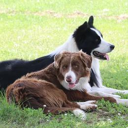 Border Collies from Crooked Creek Border Collies