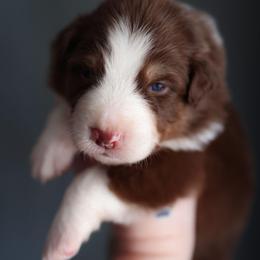 Sierra - Red tri-color female Australian Shepherd puppy in Georgetown, Texas from River Reign Australian Shepherds