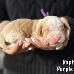 Daphne - Caramel cream female Australian Labradoodle puppy in Morgan Hill, California from Loving Labradoodles