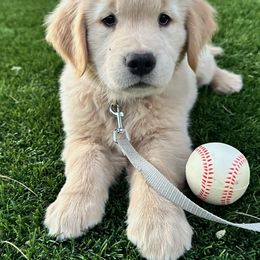 Golden Retriever Puppies from Amore Doro’ N Marshell Golden’s