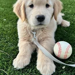 Golden Retriever Puppies from Amore Doro’ N Marshell Golden’s