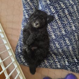 Poodle Puppies from Bea Legend Toy and Mini Poodles