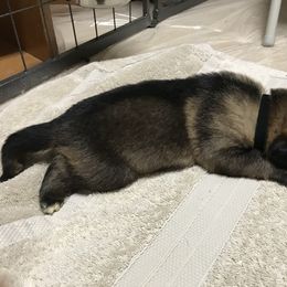 Boy 5 - German Shepherd puppy in Ostrander, Ohio from HVC Kennels-Home of Von Monray Elite German Shepherds
