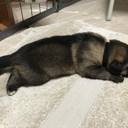 Boy 5 - German Shepherd puppy in Ostrander, Ohio from HVC Kennels-Home of Von Monray Elite German Shepherds
