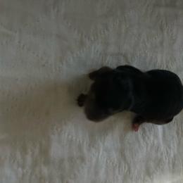 New family to name - Black and tan female Yorkshire Terrier puppy in Virginia Beach, Virginia from Mary's Precious Yorkies