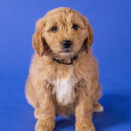 Bruno - Goldendoodle