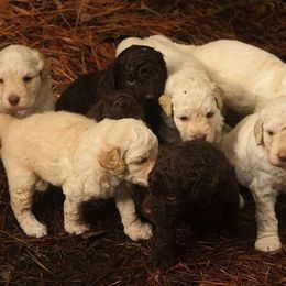 Ausm Labradoodles breeder of Australian Labradoodle