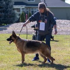 Romi - German Shepherd