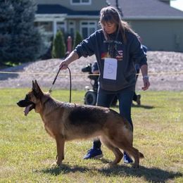 Romi - German Shepherd