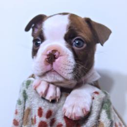 Baby Pax - Red male Boston Terrier puppy in Kingsport, Tennessee from Sleepwalker Bostons